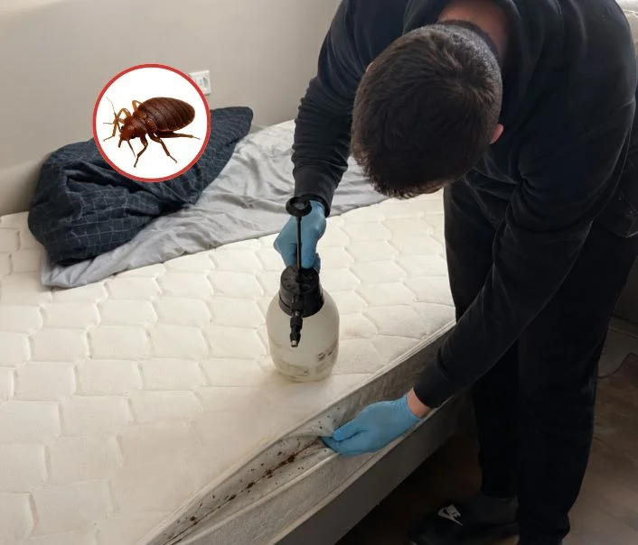 Technicien traitant un matelas contre les punaises de lit à Coubert